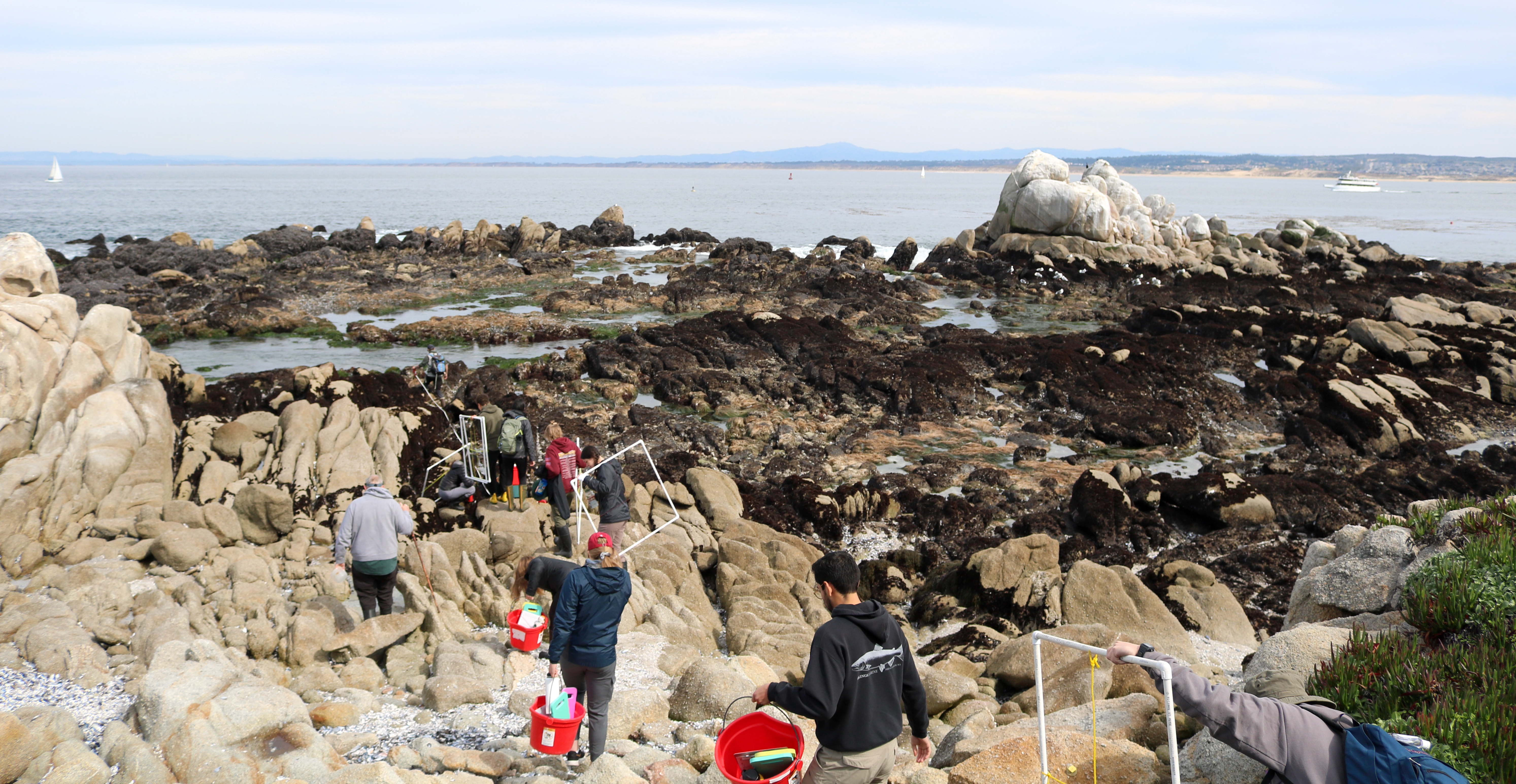 Students surveying a historical transect at Hopkins Marine Station