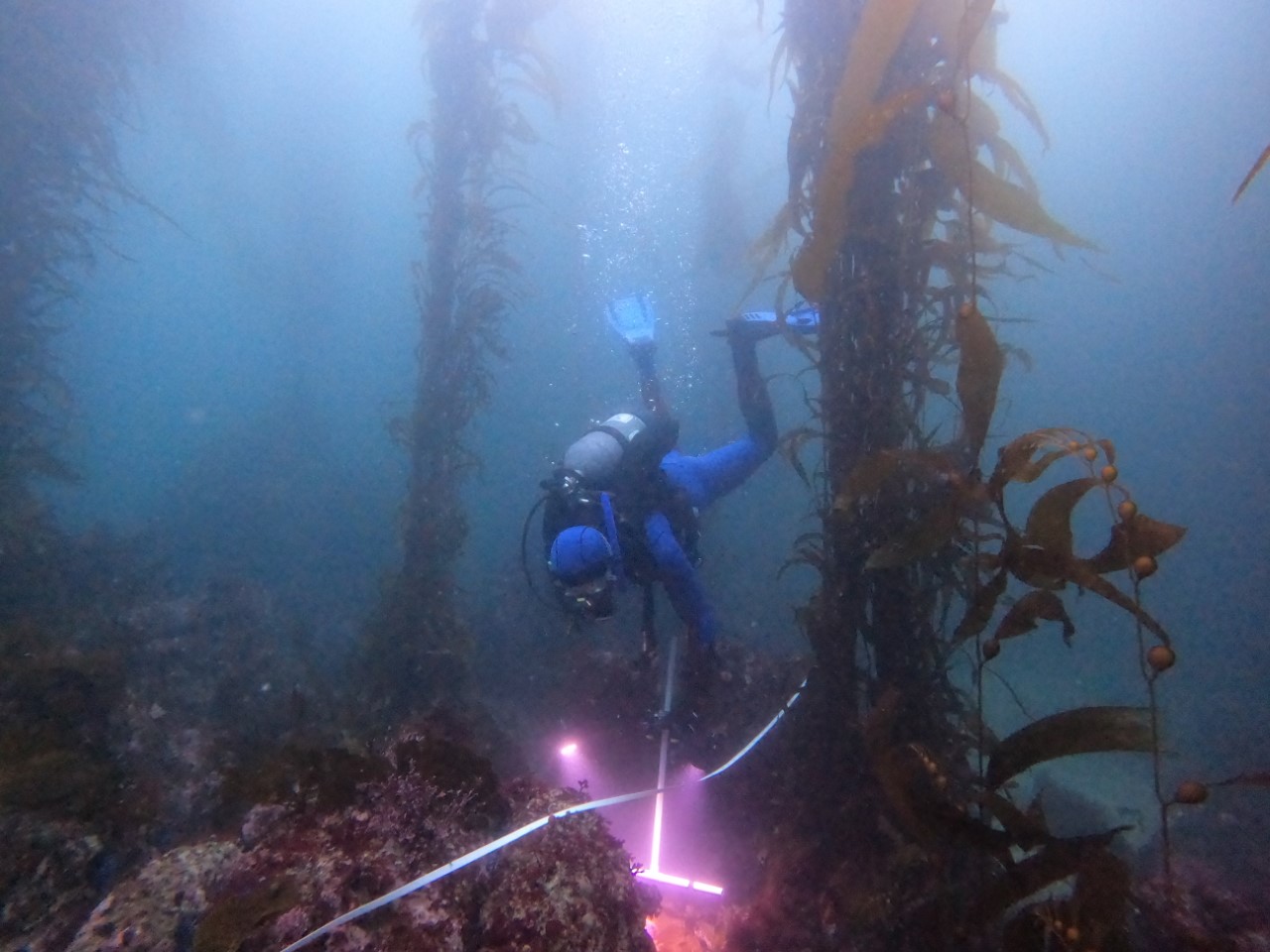 Conducting video surveys in a kelp forest (credit: S. Andrzejaczek)